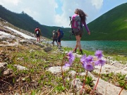 83 Soldanella alpina ...